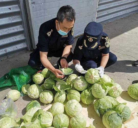 初心使命 争取更大光荣】上半年满洲里海关检验检疫出口食用农产品8